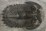 Detailed Hollardops Trilobite Fossil - Ofaten, Morocco #325973-1